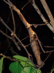 Stheneboea tuberculata