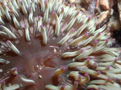 Heteractis