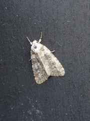 Bryophila domestica