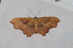 Idaea emarginata
