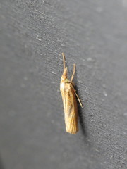Agriphila tristella