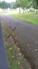 Trichonephila clavata