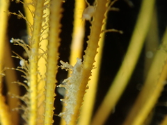 Lomanotus marmoratus