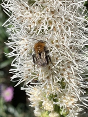 Bombus pascuorum