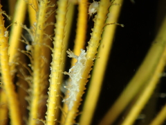 Lomanotus marmoratus