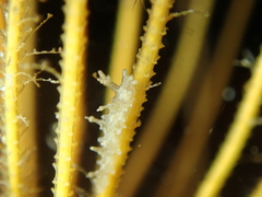 Lomanotus marmoratus