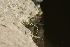 Anax immaculifrons