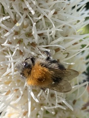Bombus pascuorum