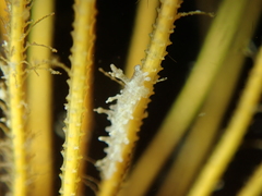 Lomanotus marmoratus