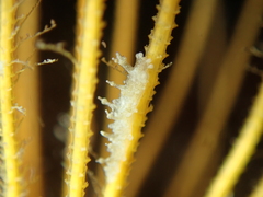 Lomanotus marmoratus