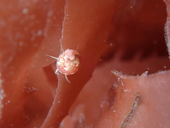 Tricolia pullus