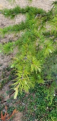 Cedrus deodara