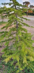 Cedrus deodara
