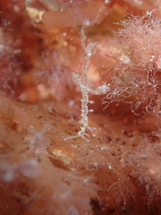 Caprella acanthifera