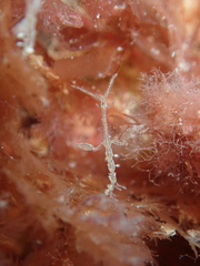 Caprella acanthifera