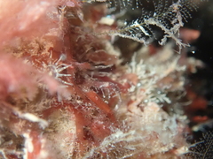 Caprella acanthifera