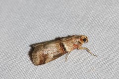 Acrobasis tumidana