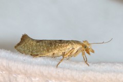 Ypsolopha alpella