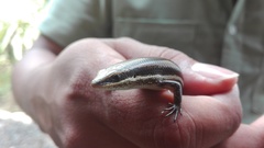 Marisora brachypoda