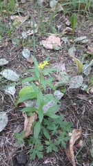 Erysimum cheiranthoides