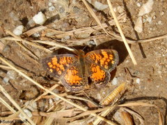 Phyciodes cocyta selenis