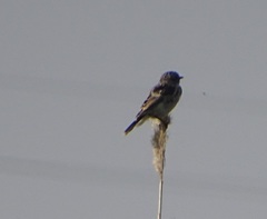 Saxicola maurus