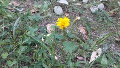 Scorzoneroides autumnalis