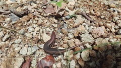Marisora brachypoda