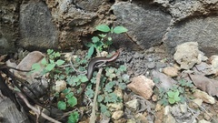 Marisora brachypoda