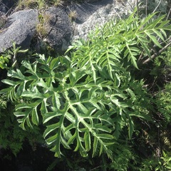 Prionosciadium nelsonii