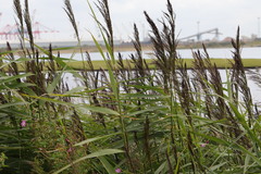 Phragmites australis