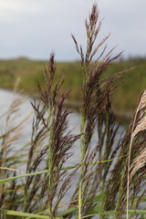 Phragmites australis