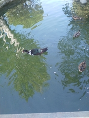 Cairina moschata domestica