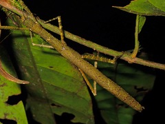 Neoasceles hipponoe