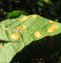 Polystigma fulvum