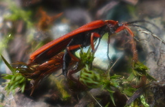 Dictyoptera simplicipes