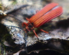 Dictyoptera simplicipes