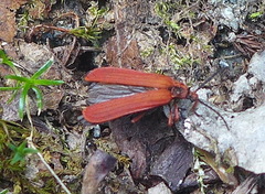 Dictyoptera simplicipes