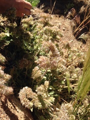 Phacelia egena