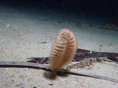 Sarcoptilus shaneparkeri