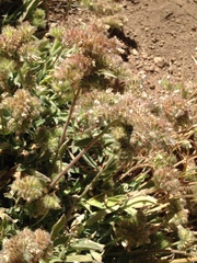 Phacelia egena