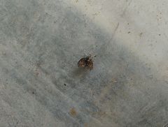 Clogmia albipunctata