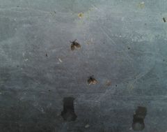 Clogmia albipunctata