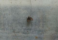 Clogmia albipunctata