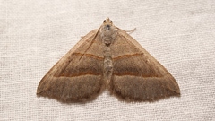 Scotopteryx