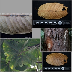 Anisoptera costata