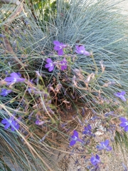 Lobelia erinus