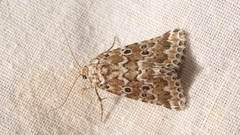 Alvaradoia disjecta
