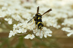 Leucospis intermedia