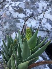 Aloiampelos commixta